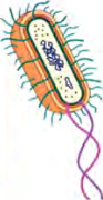 A rod shaped bacterial cell, in which one single cell makes up the whole organism.