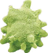 Spongilla