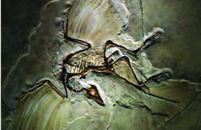 The fossil of Archaeopteryx: an imprint in rock complete with feathers, showing the link between reptiles and birds.