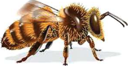 A drone has a thick, hairy, blackish body and no sting at the tip of its abdomen.