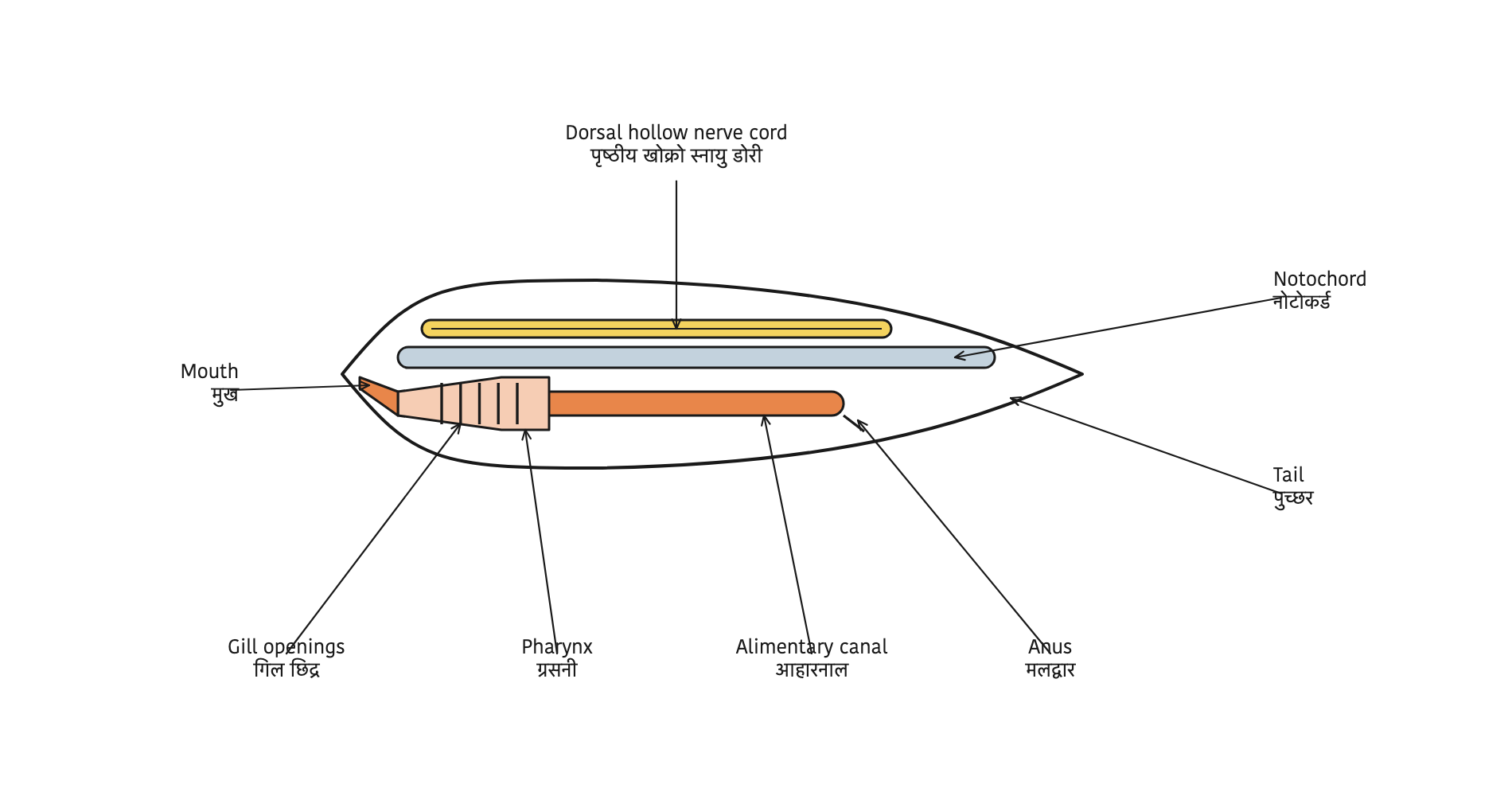 The notochord always lies between the nerve cord above and the alimentary canal below, and the gill openings sit on both sides of the pharynx.