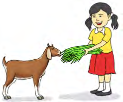 A girl feeds green grass to her goat.