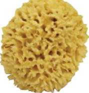 Euspongia, the bath sponge