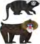 Two monkeys of the same wider group, differing in hair colour, face and size.