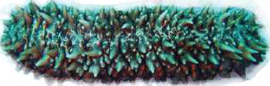 Sea cucumber: a soft-bodied sea animal that also has no notochord.