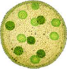 Volvox: a round colony of many cells.