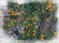 Orange: a large woody dicot tree
