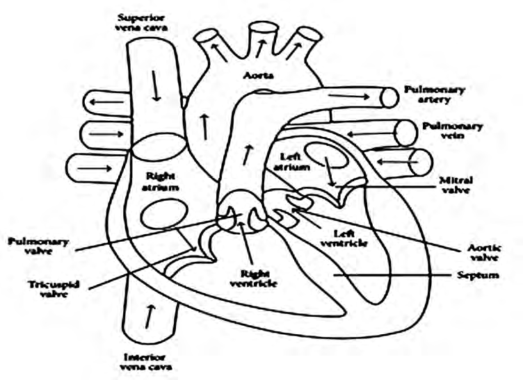 Inside the heart: the four chambers, the four valves, the septum and the large vessels joined to the heart. The arrows show which way the blood flows.