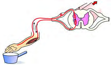 A reflex action: when the hand touches a hot pot, the impulse travels to the spinal cord, and the spinal cord instantly orders the muscles to pull the hand away.