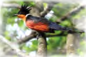 A brightly coloured cuckoo among green leaves: spring.