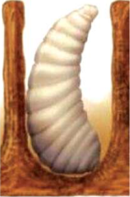 Larva: a soft, legless grub growing in its cell