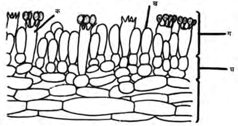 Cut section of a gill: the hymenium on the outer surface carrying the basidia and paraphyses, the subhymenium beneath it, and the trama in the middle.