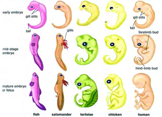 The embryos of a fish, a salamander, a tortoise, a chicken and a human, left to right: almost identical at the start, and different only as they mature.