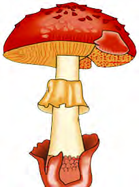Structure of a mushroom: the pileus, the gills, the stipe and the hyphae of the mycelium at the base.