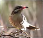The spiny babbler, a bird native to Nepal, in the scrub where it lives. To save a bird like this, its habitat has to be saved.