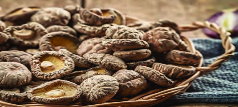 Finished mushroom sukuti: fully dried pieces that keep for a long time without spoiling.