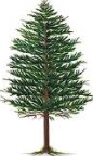 Juniper: a cone-bearing gymnosperm with no true fruit