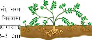 A soft branch bent into the soil, with roots forming at the buried part while the branch is still attached to the parent plant.