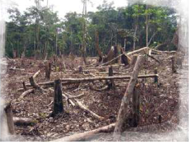 Deforestation: with the trees gone, far less carbon dioxide is taken out of the air.