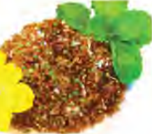 Green ants, an Australian bush food