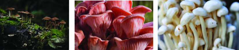 Mushrooms of different kinds: the colours and sizes differ, but each one shows a stalk and an umbrella shaped top.