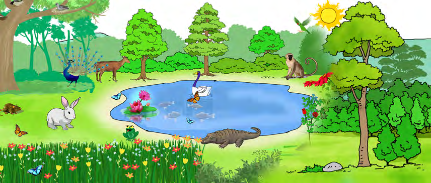 Living things and non-living things sharing one place. Without the air, water, land and sunlight that fill this scene, none of these animals or plants could stay alive.