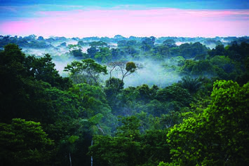 Morning mist rising over the rainforest canopy, the moisture that feeds the forest's own rain.