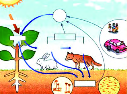 The interrelation between biotic and abiotic components: the sun's energy, the gases of the air, a green plant, animals, people and the tiny living things of the soil are all linked to one another.