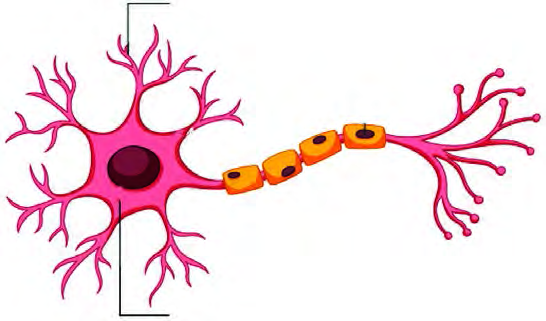 A neuron, the basic cell of the nervous system: dendrites branch out from the cell body, and the long axon carries the impulse onward.