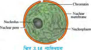 The parts of the nucleus: the outer nuclear membrane, the nuclear pores on it, the dark nucleolus inside, the nucleoplasm around it and the net like chromatin.
