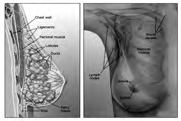 Inside the breast: the milk-making lobules and the ducts grow under the same two hormones, oestrogen and progesterone, that run the menstrual cycle.