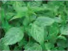 Plants such as the stinging nettle hold formic acid in their leaves, which is why touching them stings.