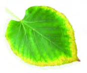 The centre still green and only the rim yellow, the sign of potassium shortage.