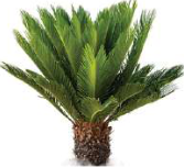 Cycas