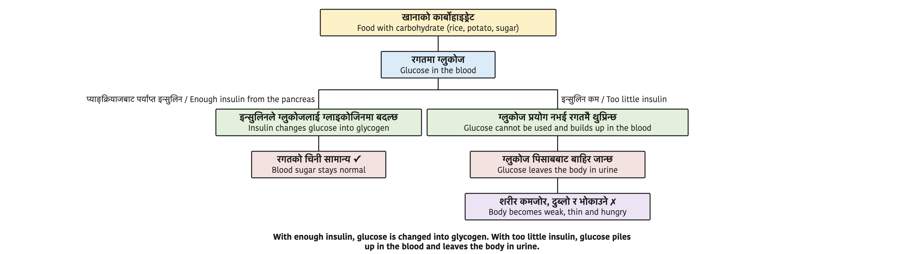 With enough insulin, glucose is changed into glycogen. With too little insulin, glucose piles up in the blood and leaves the body in urine.