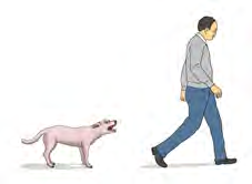 A dog is barking at a man walking past. It might bite him.
