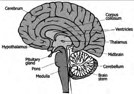 The brain cut down the middle: the cerebrum filling the top and front, the cerebellum at the lower back, and the midbrain, pons and medulla in a column between them.