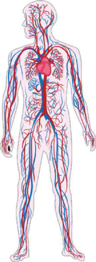 Human blood circulatory system: the heart sits in the chest, and blood vessels branch out from it to the head, arms, legs and every organ.