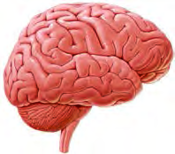 The pituitary gland hangs at the lower part of the brain, inside the skull.