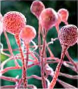 The stalks of a mould with round cases at their tips, the growth that rots the food