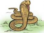 Snake: a reptile with no limbs that crawls using its body and scales