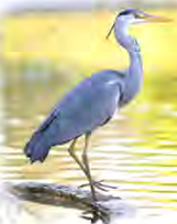 A heron standing in shallow water, weighing up what he could, might and must catch.
