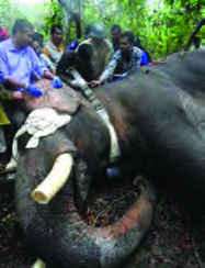 A radio collar being fitted to an elephant's neck so that its movement can be tracked by satellite