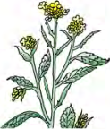 A mustard plant in flower