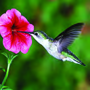 The bird gains nectar from the flower and the flower gains help with pollination. Both are benefiting at the same moment.