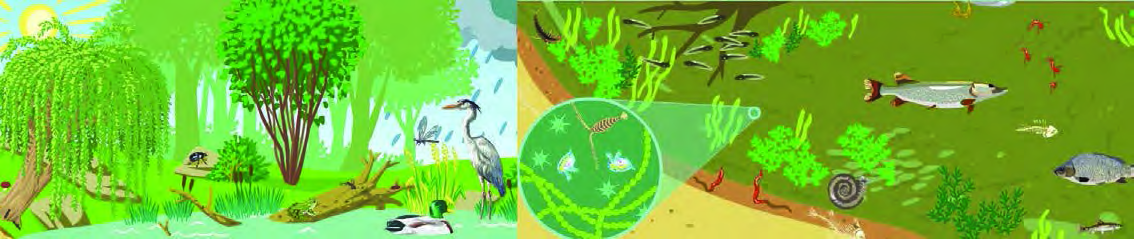 A scene in water: fish, birds, insects and aquatic plants live in the water and along its edge.