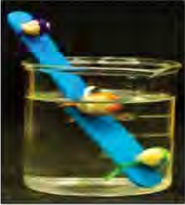 Three seeds tied to a slanted glass rod, one above the water, one at the water surface and one under the water, which is the whole point of this set up.