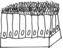 Columnar epithelium: tall pillar like cells whose upper surface carries cilia that keep fluid moving