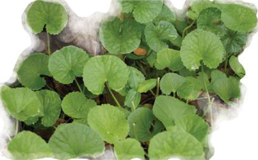 Ghod tapre spreading like a green carpet over damp ground