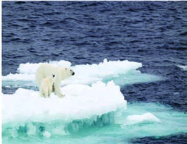 A polar bear and her cub stranded on a shrinking piece of sea ice: as the sea warms, the ice these animals live on melts away.